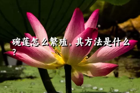 碗莲怎么繁殖，其方法是什么？