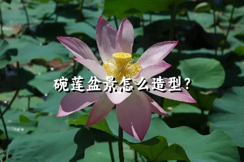 碗莲盆景怎么造型？