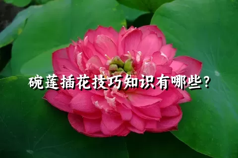 碗莲插花技巧知识有哪些？