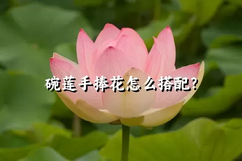 碗莲手捧花怎么搭配？