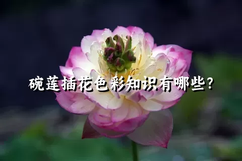 碗莲插花色彩知识有哪些？