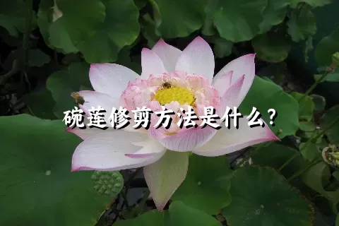 碗莲修剪方法是什么？