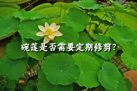 碗莲是否需要定期修剪？