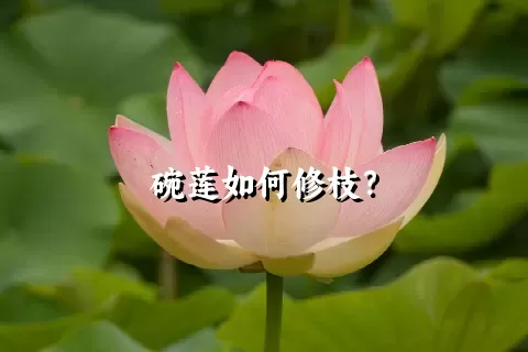 碗莲如何修枝？