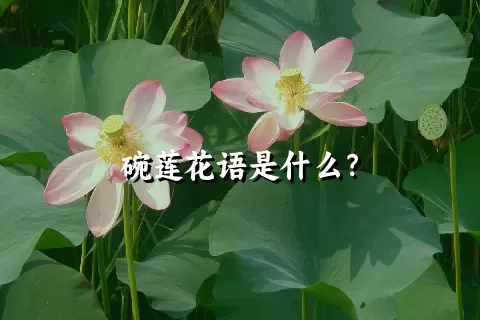 碗莲花语是什么？