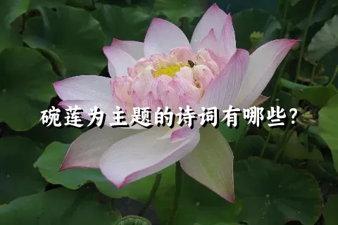 碗莲为主题的诗词有哪些？