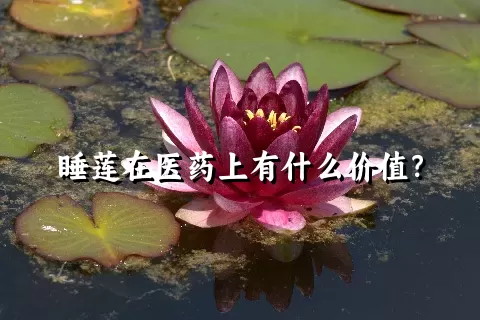 睡莲在医药上有什么价值？