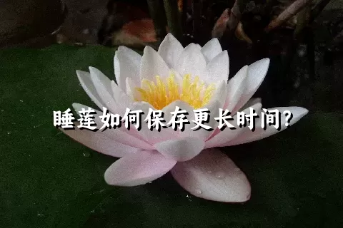 睡莲如何保存更长时间？