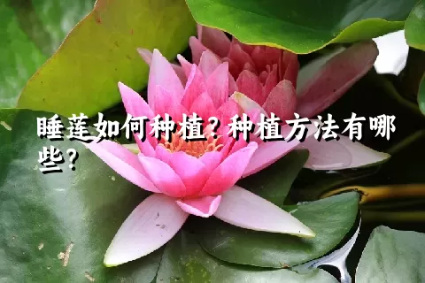 睡莲如何种植？种植方法有哪些？