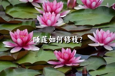 睡莲如何修枝？