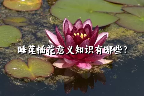 睡莲插花意义知识有哪些？