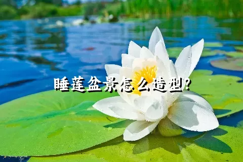 睡莲盆景怎么造型？