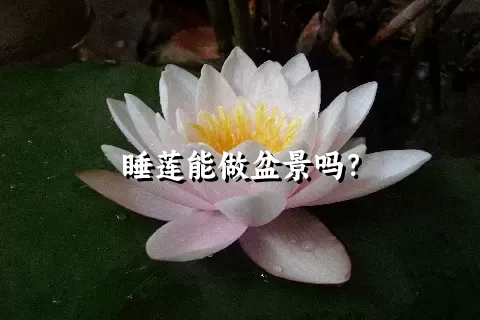 睡莲能做盆景吗？