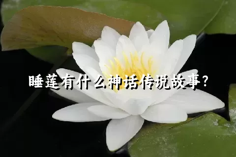 睡莲有什么神话传说故事？