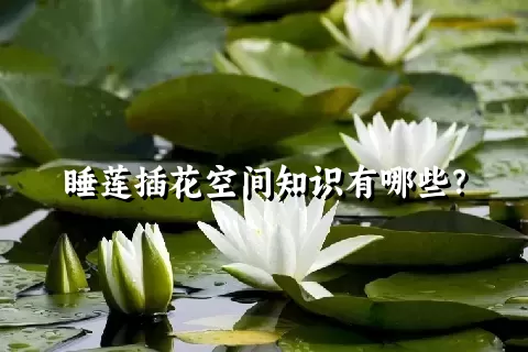 睡莲插花空间知识有哪些？