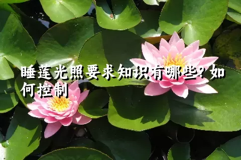 睡莲光照要求知识有哪些？如何控制