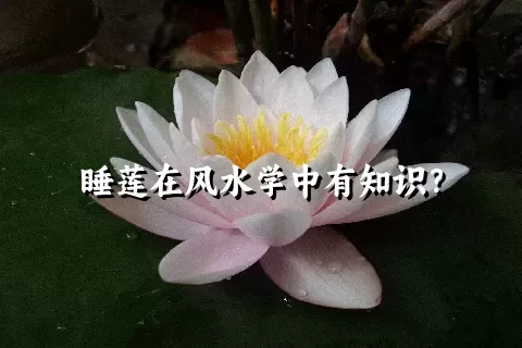 睡莲在风水学中有知识？