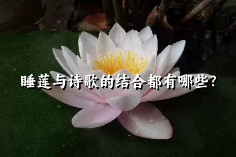 睡莲与诗歌的结合都有哪些？