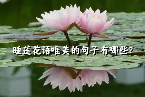 睡莲花语唯美的句子有哪些？