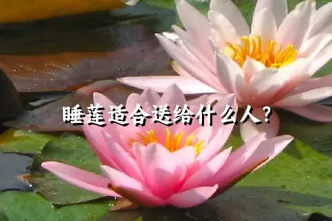 睡莲适合送给什么人？