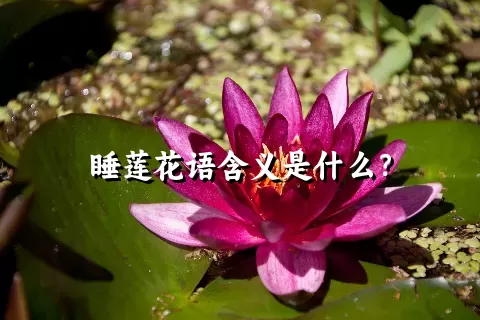 睡莲花语含义是什么？