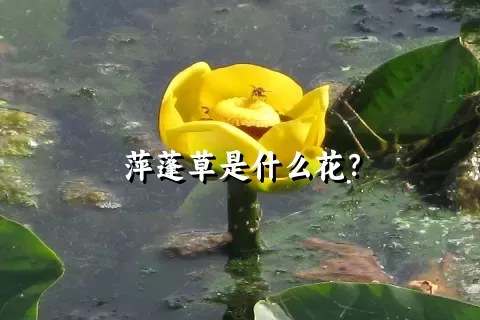 萍蓬草是什么花？