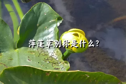 萍蓬草别称是什么？