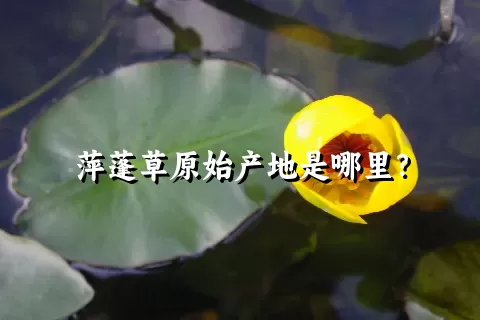 萍蓬草原始产地是哪里？