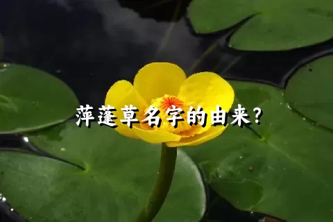 萍蓬草名字的由来？