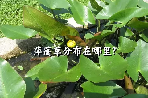 萍蓬草分布在哪里?