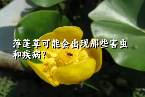 萍蓬草可能会出现那些害虫和疾病？