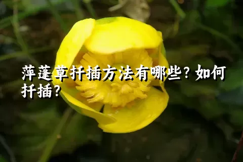 萍蓬草扦插方法有哪些？如何扦插？