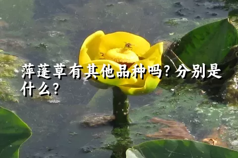 萍蓬草有其他品种吗？分别是什么？