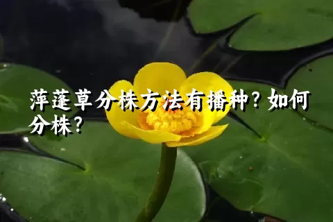 萍蓬草分株方法有播种？如何分株？