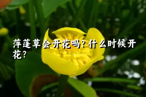 萍蓬草会开花吗？什么时候开花？