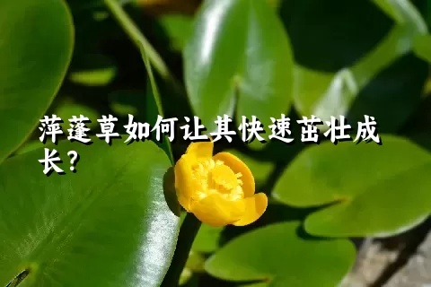 萍蓬草如何让其快速茁壮成长？