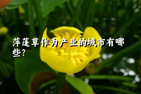 萍蓬草作为产业的城市有哪些？