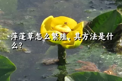 萍蓬草怎么繁殖，其方法是什么？