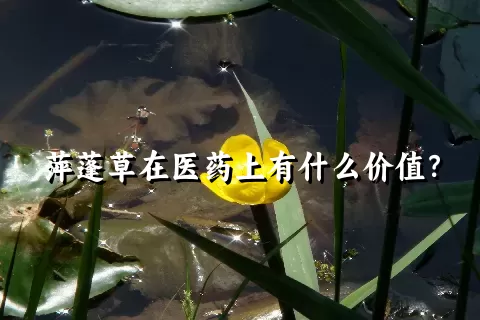 萍蓬草在医药上有什么价值？