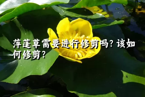 萍蓬草需要进行修剪吗？该如何修剪？