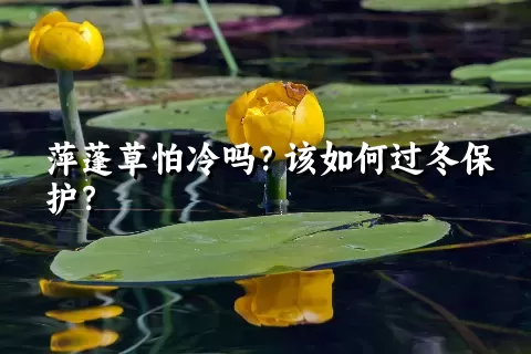 萍蓬草怕冷吗？该如何过冬保护？