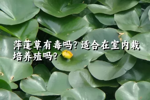 萍蓬草有毒吗？适合在室内栽培养殖吗？