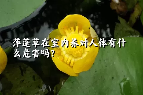 萍蓬草在室内养对人体有什么危害吗？