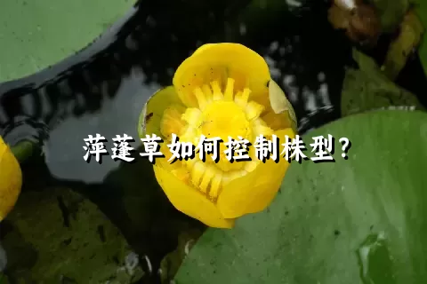 萍蓬草如何控制株型？