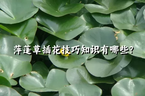 萍蓬草插花技巧知识有哪些？