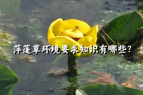 萍蓬草环境要求知识有哪些？