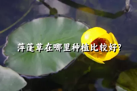 萍蓬草在哪里种植比较好？