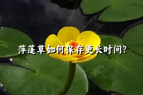 萍蓬草如何保存更长时间？