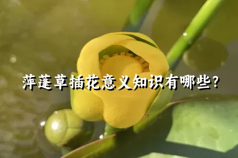 萍蓬草插花意义知识有哪些？