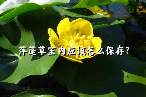 萍蓬草室内应该怎么保存？